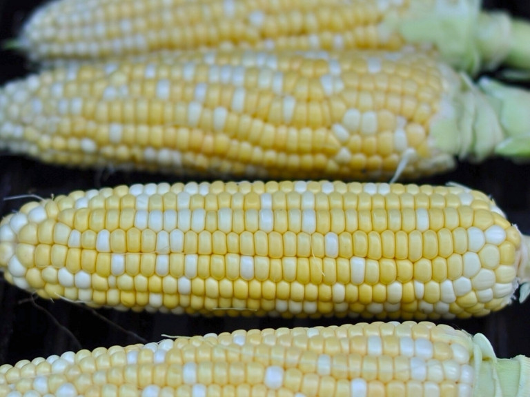 elotes (corn) on grill