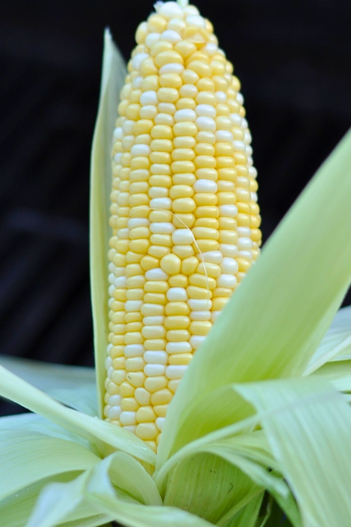 corn on the cob with husk partially open