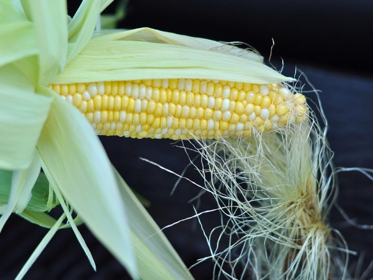 corn on the cob still in husk